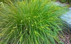 Fox Sedge (Carex Vulpinoidea) - 8 Pack Of 1 Gallon Pots -Botanica Tree Store carex vulpinoidea fox sedge 2