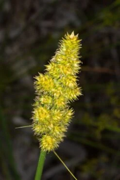 Fox Sedge (Carex Vulpinoidea) - 8 Pack Of 1 Gallon Pots -Botanica Tree Store carex vulpinoidea fox sedge 4