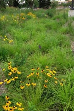 Fox Sedge (Carex Vulpinoidea) - 8 Pack Of 1 Gallon Pots -Botanica Tree Store carex vulpinoidea fox sedge 5