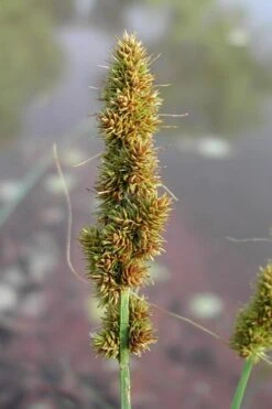 Fox Sedge (Carex Vulpinoidea) - 8 Pack Of 1 Gallon Pots -Botanica Tree Store carex vulpinoidea fox sedge 7