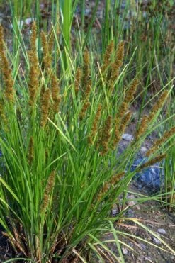 Fox Sedge (Carex Vulpinoidea) - 8 Pack Of 1 Gallon Pots -Botanica Tree Store carex vulpinoidea fox sedge 9