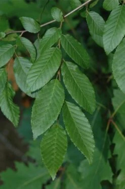 American Hornbeam (Ironwood Tree) - 3 Gallon Pot 12 American Hornbeam (Ironwood Tree) - 3 Gallon Pot -Botanica Tree Store carpinus caroliniana american hornbeam 1