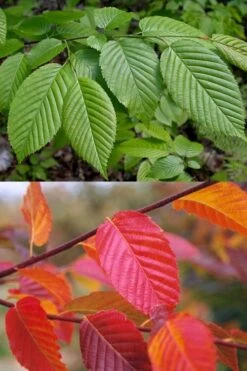 American Hornbeam (Ironwood Tree) - 3 Gallon Pot 13 American Hornbeam (Ironwood Tree) - 3 Gallon Pot -Botanica Tree Store carpinus caroliniana american hornbeam 2