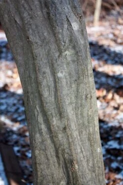 American Hornbeam (Ironwood Tree) - 3 Gallon Pot 11 American Hornbeam (Ironwood Tree) - 3 Gallon Pot -Botanica Tree Store carpinus caroliniana american hornbeam 3