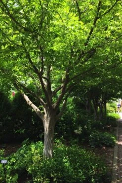 American Hornbeam (Ironwood Tree) - 3 Gallon Pot 14 American Hornbeam (Ironwood Tree) - 3 Gallon Pot -Botanica Tree Store carpinus caroliniana american hornbeam 4