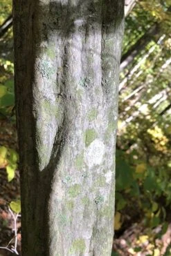 American Hornbeam (Ironwood Tree) - 3 Gallon Pot 15 American Hornbeam (Ironwood Tree) - 3 Gallon Pot -Botanica Tree Store carpinus caroliniana american hornbeam 5