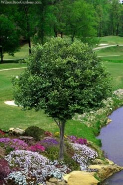 American Hornbeam (Ironwood Tree) - 3 Gallon Pot