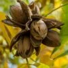 Hardy Pecan Tree (Carya Illinoinensis) - 3 Gallon Pot