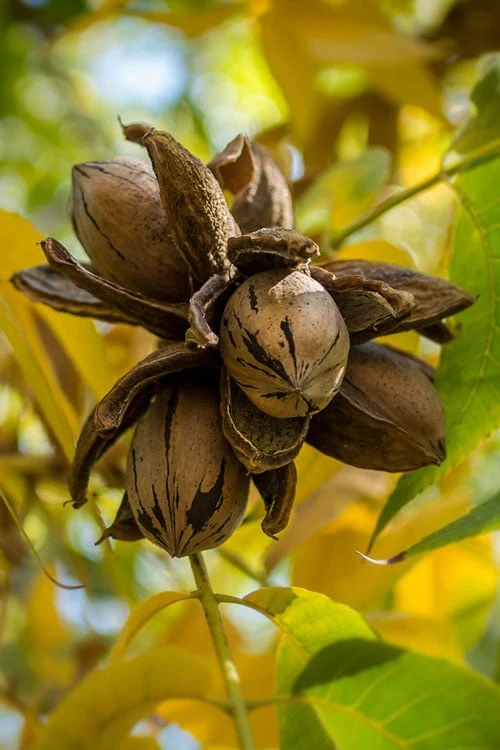 Hardy Pecan Tree (Carya Illinoinensis) - 1 Gallon Pot 1 Hardy Pecan Tree (Carya Illinoinensis) - 1 Gallon Pot