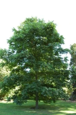 Hardy Pecan Tree (Carya Illinoinensis) - 3 Gallon Pot 12 Hardy Pecan Tree (Carya Illinoinensis) - 3 Gallon Pot -Botanica Tree Store carya illinionensis hardy pecan 2