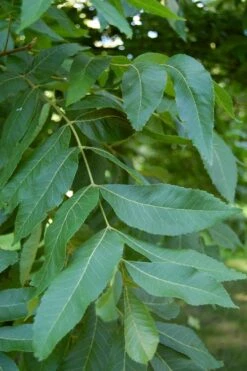 Hardy Pecan Tree (Carya Illinoinensis) - 6 Pack Of 1 Gallon Pots -Botanica Tree Store carya illinionensis hardy pecan 5 1