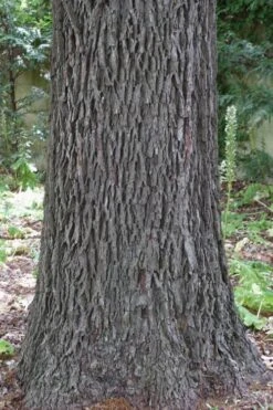 Hardy Pecan Tree (Carya Illinoinensis) - 3 Gallon Pot 15 Hardy Pecan Tree (Carya Illinoinensis) - 3 Gallon Pot -Botanica Tree Store carya illinionensis hardy pecan 6