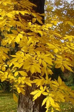 Hardy Pecan Tree (Carya Illinoinensis) - 3 Gallon Pot 14 Hardy Pecan Tree (Carya Illinoinensis) - 3 Gallon Pot -Botanica Tree Store carya illinionensis hardy pecan fall leaf color 4