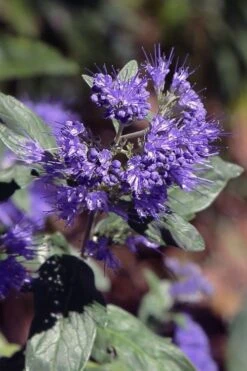 Dark Knight Blue Mist Shrub (Caryopteris) - 3 Gallon Pot 12 Dark Knight Blue Mist Shrub (Caryopteris) - 3 Gallon Pot -Botanica Tree Store caryopteris clandonensis dark knight blue mist shrub 1