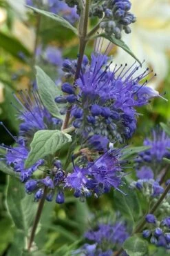 Dark Knight Blue Mist Shrub (Caryopteris) - 3 Gallon Pot 11 Dark Knight Blue Mist Shrub (Caryopteris) - 3 Gallon Pot -Botanica Tree Store caryopteris clandonensis dark knight blue mist shrub 3
