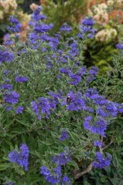 Dark Knight Blue Mist Shrub (Caryopteris) - 3 Gallon Pot 10 Dark Knight Blue Mist Shrub (Caryopteris) - 3 Gallon Pot -Botanica Tree Store caryopteris clandonensis dark knight blue mist shrub 6