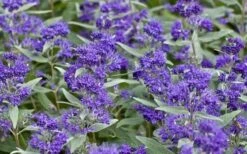 Dark Knight Blue Mist Shrub (Caryopteris) - 3 Gallon Pot 13 Dark Knight Blue Mist Shrub (Caryopteris) - 3 Gallon Pot -Botanica Tree Store caryopteris clandonensis dark knight blue mist shrub 7