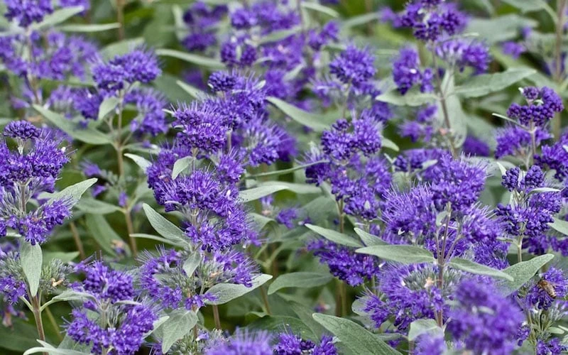 Dark Knight Blue Mist Shrub (Caryopteris) - 3 Gallon Pot 7 Dark Knight Blue Mist Shrub (Caryopteris) - 3 Gallon Pot - Image 7