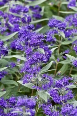 Dark Knight Blue Mist Shrub (Caryopteris) - 3 Gallon Pot