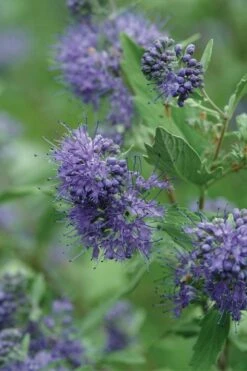 Longwood Blue Blue Mist Shrub (Caryopteris) - 3 Gallon Pot -Botanica Tree Store caryopteris clandonensis longwood blue blue mist shrub 3 1