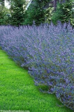 Longwood Blue Blue Mist Shrub (Caryopteris) - 3 Gallon Pot -Botanica Tree Store caryopteris clandonensis longwood blue blue mist shrub 5 1