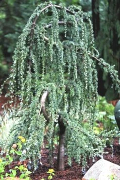 Serpentine Weeping Blue Atlas Cedar - 3 Gallon Pot -Botanica Tree Store ceadr blue atlas serpentine 1