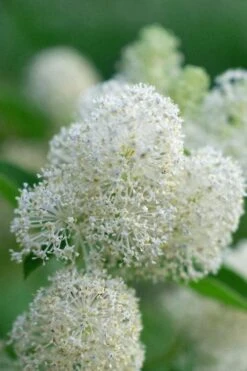 New Jersey Tea Plant (Ceanothus Americanus) - 1 Gallon Pot 23 New Jersey Tea Plant (Ceanothus Americanus) - 1 Gallon Pot -Botanica Tree Store ceanothus americanus new jersey tea plant 12