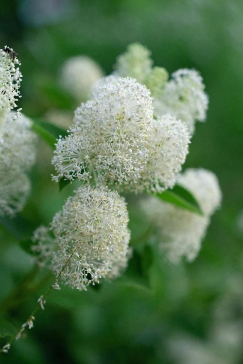 New Jersey Tea Plant (Ceanothus Americanus) - 1 Gallon Pot 7 New Jersey Tea Plant (Ceanothus Americanus) - 1 Gallon Pot - Image 7