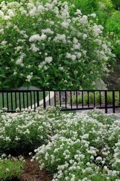 New Jersey Tea Plant (Ceanothus Americanus) - 3 Gallon Pot -Botanica Tree Store ceanothus americanus new jersey tea plant 14 1