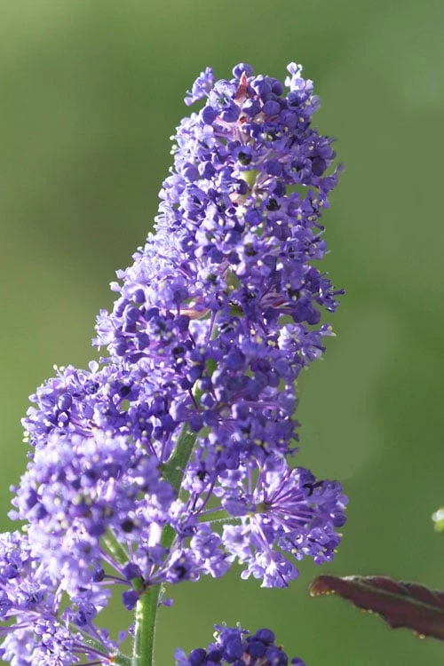 Tuxedo California Lilac (Ceanothus) - 1 Gallon Pot 1 Tuxedo California Lilac (Ceanothus) - 1 Gallon Pot