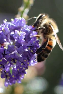 Tuxedo California Lilac (Ceanothus) - 1 Gallon Pot 9 Tuxedo California Lilac (Ceanothus) - 1 Gallon Pot -Botanica Tree Store ceanothus tuxedo california lilac 5