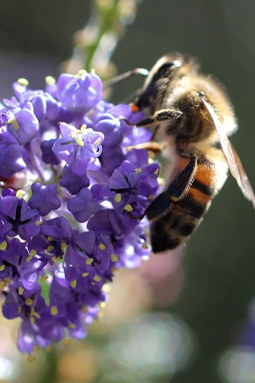 Tuxedo California Lilac (Ceanothus) - 1 Gallon Pot 5 Tuxedo California Lilac (Ceanothus) - 1 Gallon Pot - Image 5