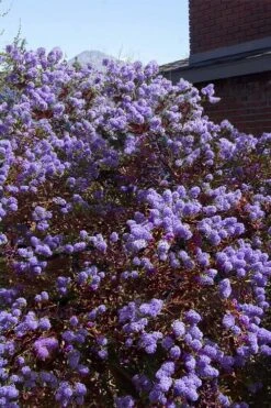 Tuxedo California Lilac (Ceanothus) - 1 Gallon Pot 8 Tuxedo California Lilac (Ceanothus) - 1 Gallon Pot -Botanica Tree Store ceanothus tuxedo california lilac 7