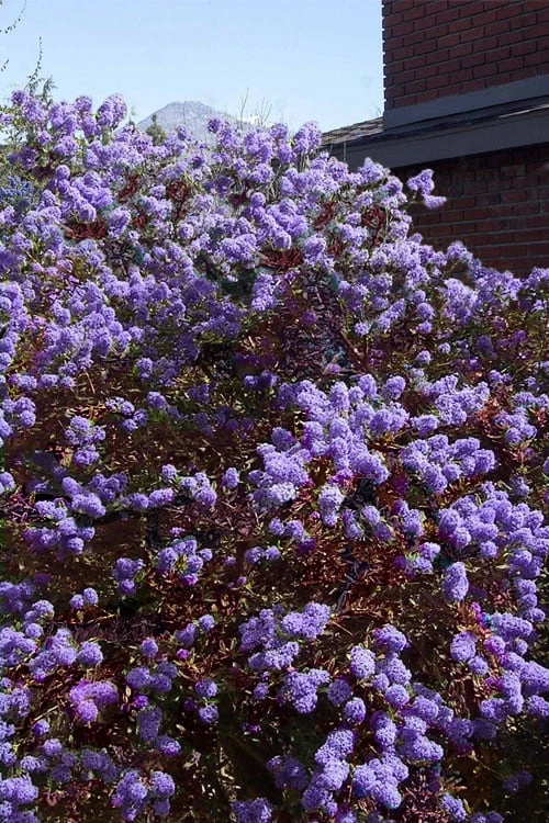 Tuxedo California Lilac (Ceanothus) - 1 Gallon Pot 4 Tuxedo California Lilac (Ceanothus) - 1 Gallon Pot - Image 4