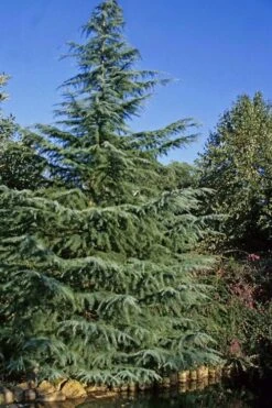 Deodar Cedar - 5 Gallon Pot (3-4') -Botanica Tree Store cedar deodar 23 2