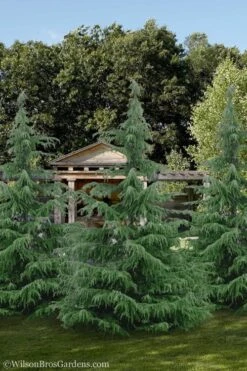 Deodar Cedar - 5 Gallon Pot (3-4') -Botanica Tree Store cedar deodar 24 2