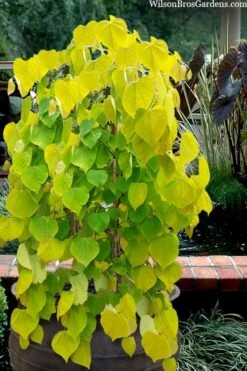Golden Falls Weeping Redbud Tree - 3 Gallon Pot (3-4')
