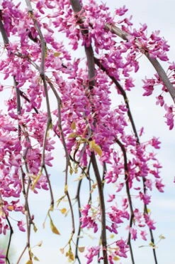 Golden Falls Weeping Redbud Tree - 3 Gallon Pot (3-4') -Botanica Tree Store cercis canadensis golden falls weeping redbud 4 1