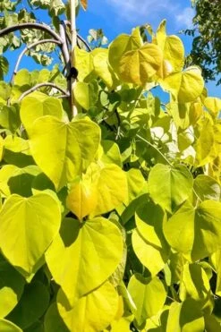 Golden Falls Weeping Redbud Tree - 3 Gallon Pot (3-4') -Botanica Tree Store cercis canadensis golden falls weeping redbud 5 1