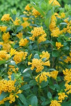 Juiced Orange Jessamine (Cestrum Corymbosum) - 3 Pack Of Quart Pots 8 Juiced Orange Jessamine (Cestrum Corymbosum) - 3 Pack Of Quart Pots -Botanica Tree Store cestrum juiced orange jessamine 1 1
