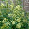 Chilean Hardy Willow Jessamine (Cestrum Parqui) - 2 Pack Of Quart Pots
