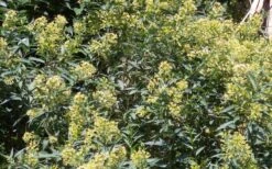 Chilean Hardy Willow Jessamine (Cestrum Parqui) - 2 Pack Of Quart Pots -Botanica Tree Store cestrum parqui chilean hardy willow jessamine 6