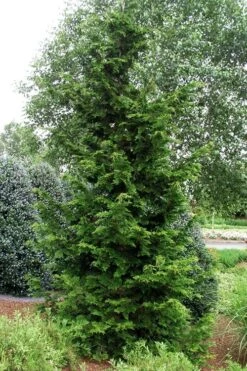 Slender Hinoki Cypress - 1 Gallon Pot -Botanica Tree Store chamaecyparis obtusa gracilis slender hinoki cypress 101