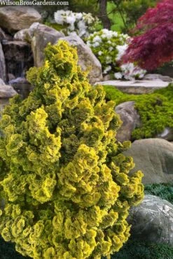 Golden Dwarf Hinoki Cypress - Chamaecyparis Obtusa 'Nana Lutea' - 1 Gallon Pot -Botanica Tree Store chamaecyparis obtusa nana lutea 100