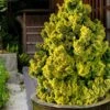 Golden Dwarf Hinoki Cypress - Chamaecyparis Obtusa 'Nana Lutea' - 1 Gallon Pot