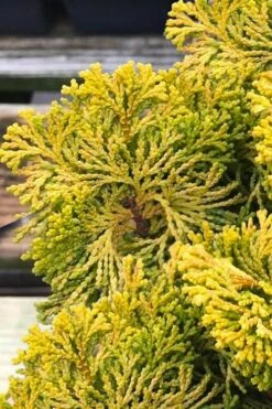 Golden Dwarf Hinoki Cypress - Chamaecyparis Obtusa 'Nana Lutea' - 1 Gallon Pot -Botanica Tree Store chamaecyparis obtusa nana lutea 103