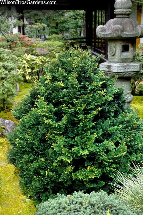 Tempelhof Hinoki Cypress - 3 Gallon Pot 1 Tempelhof Hinoki Cypress - 3 Gallon Pot