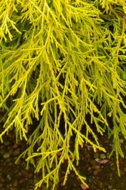 Gold Mop Threadleaf Cypress - 1 Gallon Pot 12 Gold Mop Threadleaf Cypress - 1 Gallon Pot -Botanica Tree Store chamaecyparis pisifera gold mop cypress 102
