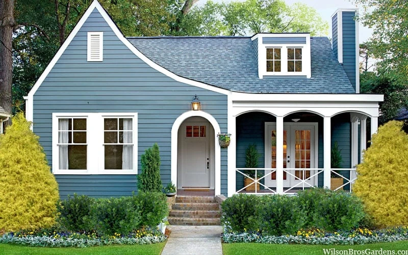 Gold Mop Threadleaf Cypress - 1 Gallon Pot 4 Gold Mop Threadleaf Cypress - 1 Gallon Pot - Image 4