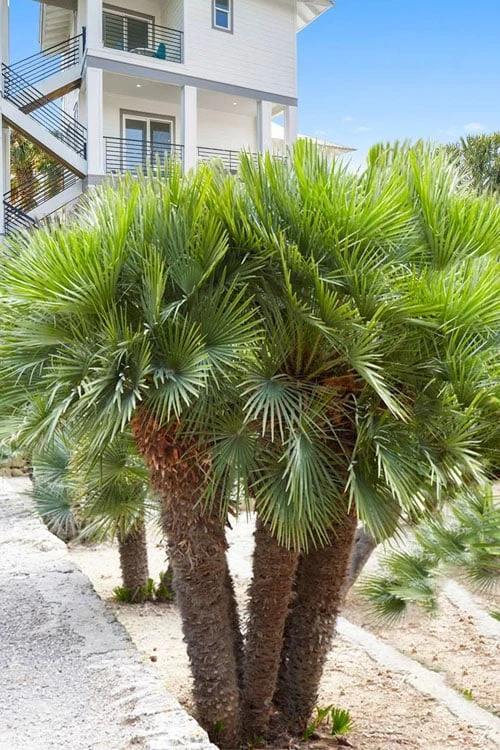 European Fan Palm - 7 Gallon Pot 4 European Fan Palm - 7 Gallon Pot - Image 4